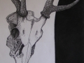 Dkeleton Deer